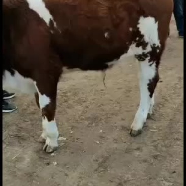 本市场大量出售各种小牛，肉牛架子牛等等