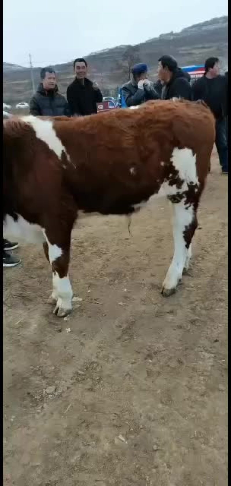 本市场大量出售各种小牛，肉牛架子牛等等
