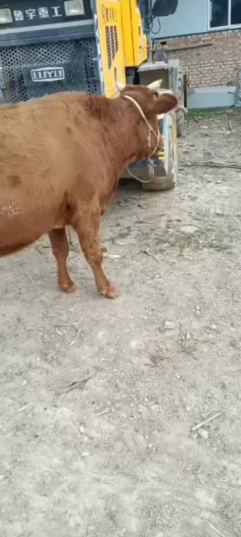 本市场大量出售各种小牛，肉牛架子牛等等