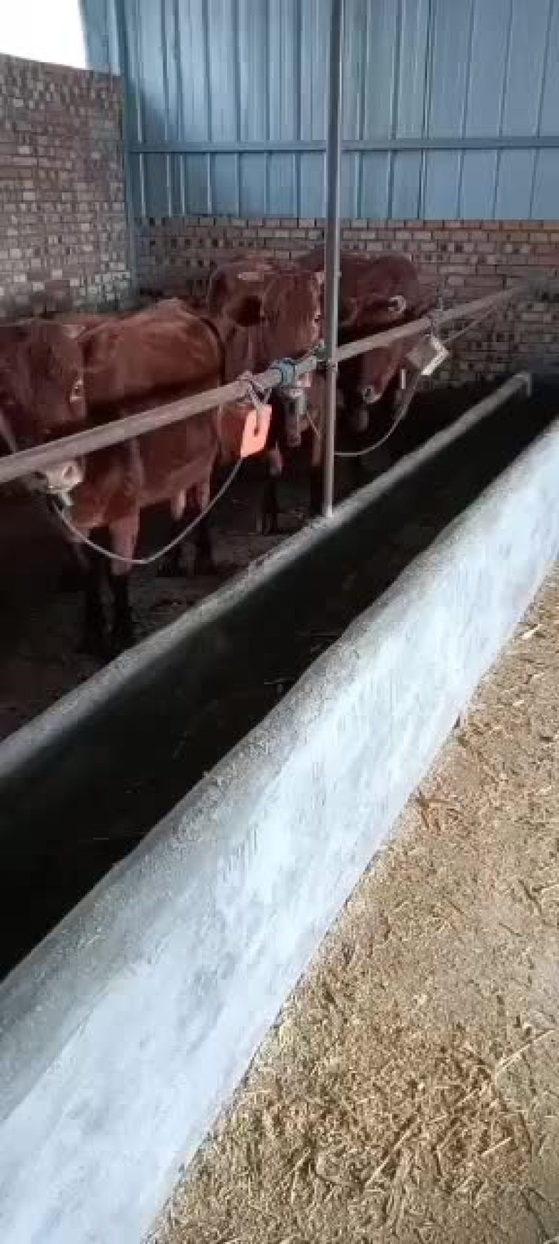 本市场大量出售各种小牛，肉牛架子牛等等