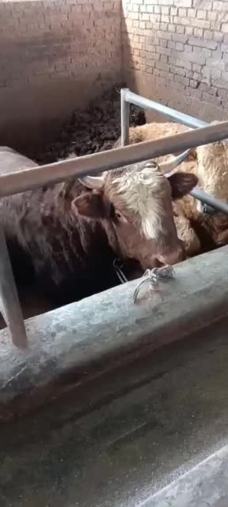 本市场大量出售各种小牛，肉牛架子牛等等