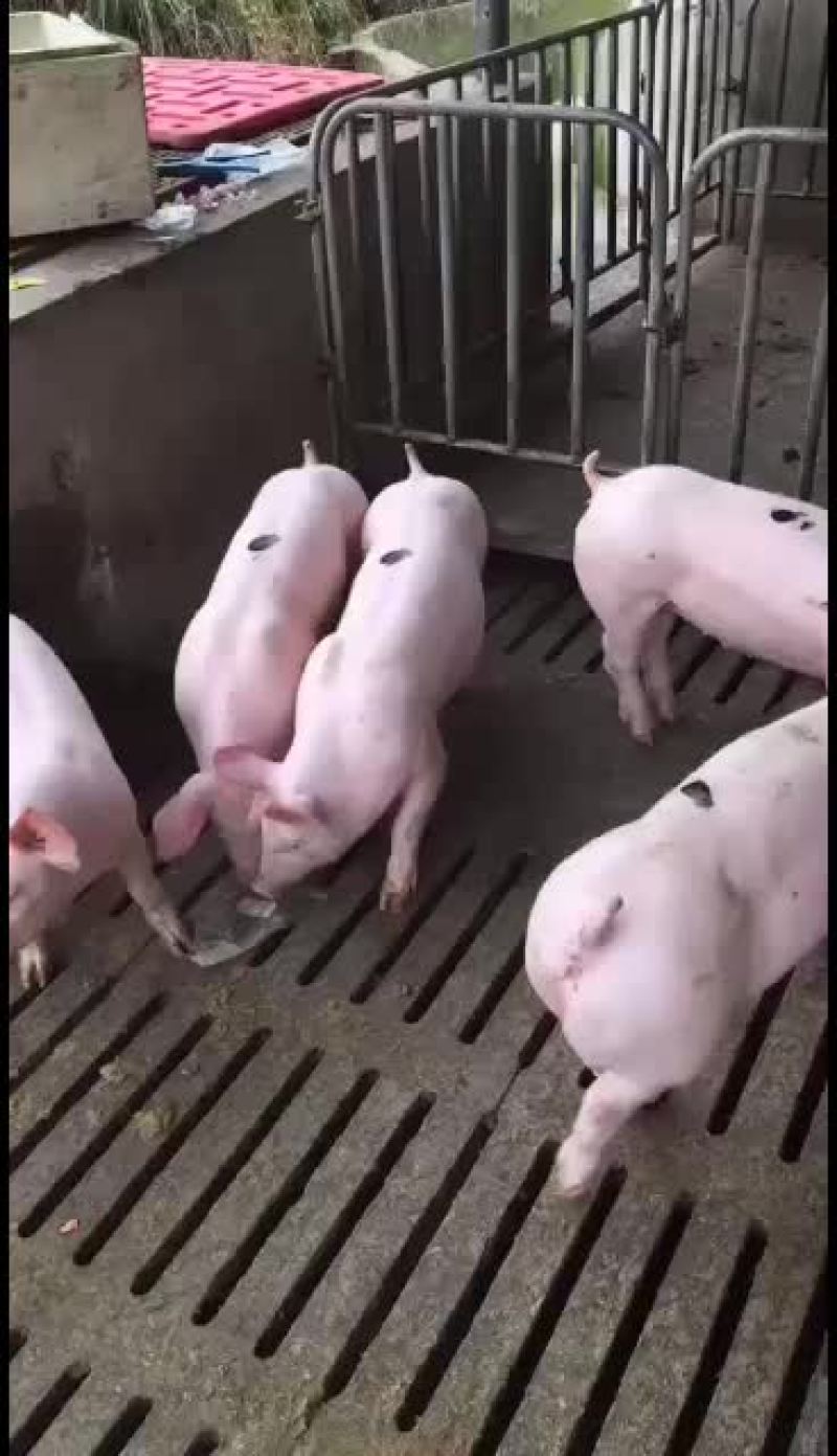 供皮特兰种公母猪，新美系二元后备对外订购欢迎新老客户选购