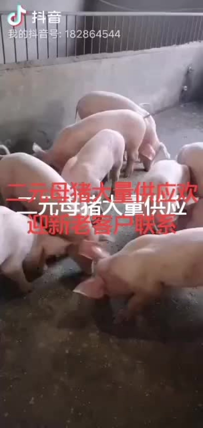 供皮特兰种公母猪，新美系二元后备对外订购欢迎新老客户选购