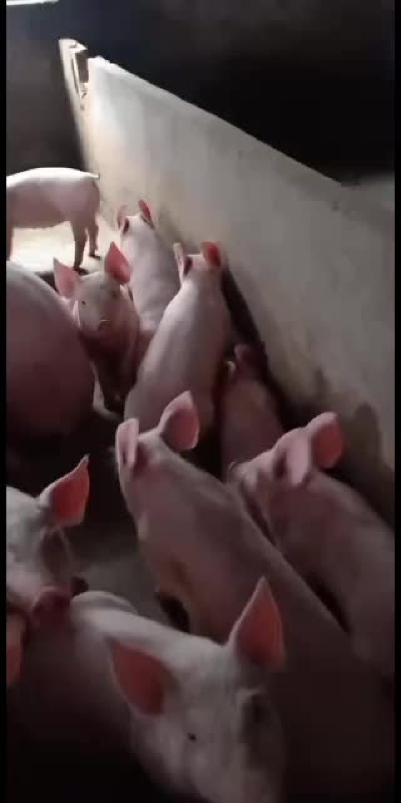 常年供应外三育肥猪苗欢迎新老客户来选购手续齐全