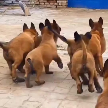 精品小马犬，自家繁殖红马犬黄马犬