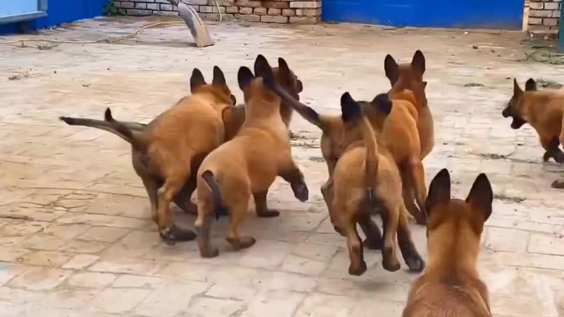 精品小马犬，自家繁殖红马犬黄马犬