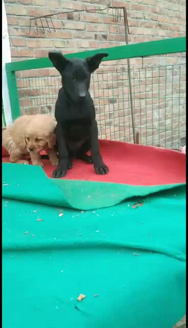 黑狼犬，黑狼幼犬，黑狼成年犬，黑狼公犬三个月黑狼犬