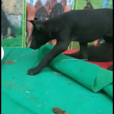 黑狼犬，黑狼幼犬，黑狼成年犬，黑狼公犬三个月黑狼犬