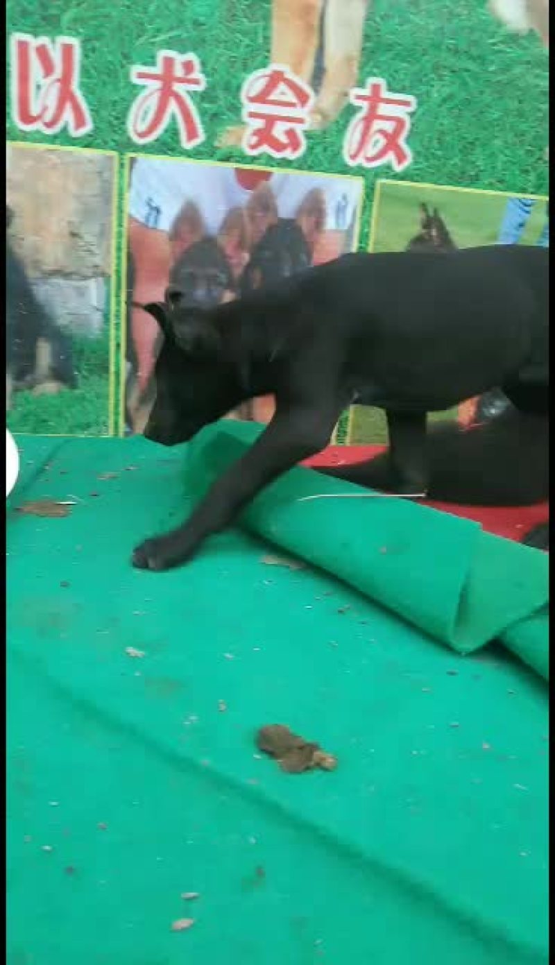 黑狼犬，黑狼幼犬，黑狼成年犬，黑狼公犬三个月黑狼犬