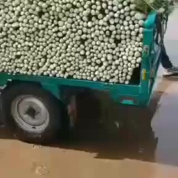 本地精品芹菜大量上市，欢迎全国各地的新老客户前来选购
