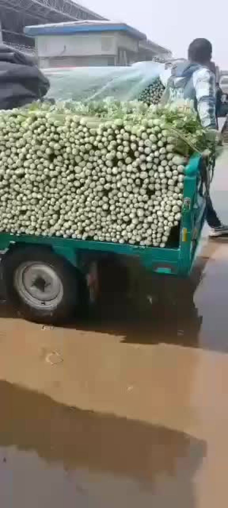 本地精品芹菜大量上市，欢迎全国各地的新老客户前来选购