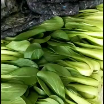 油菜油菜油菜油菜油菜
