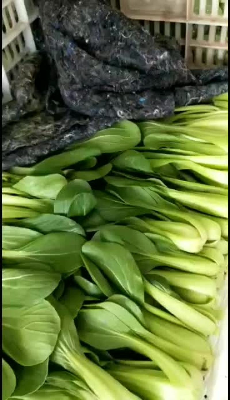 油菜油菜油菜油菜油菜