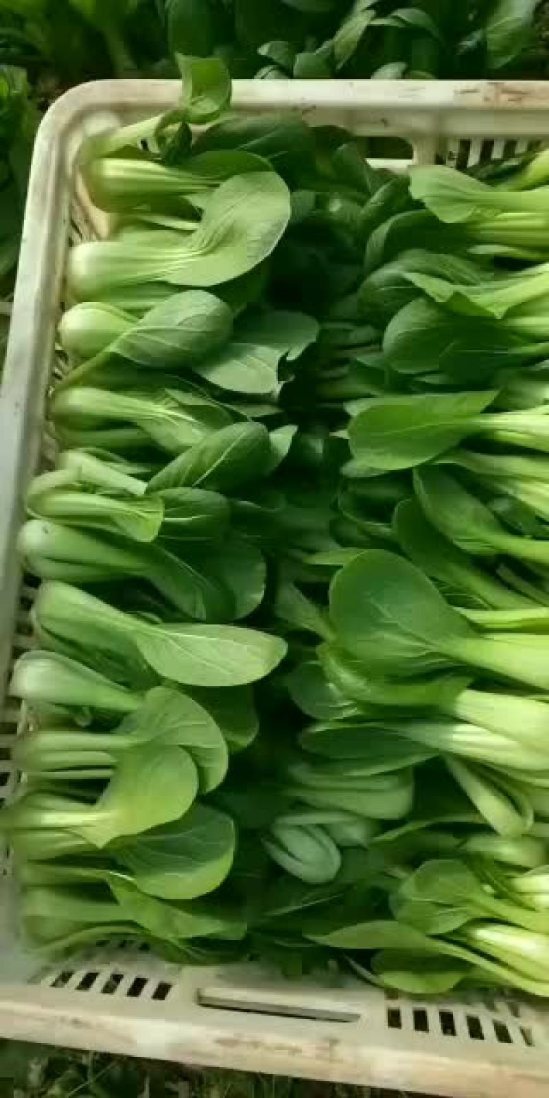油菜油菜油菜油菜油菜
