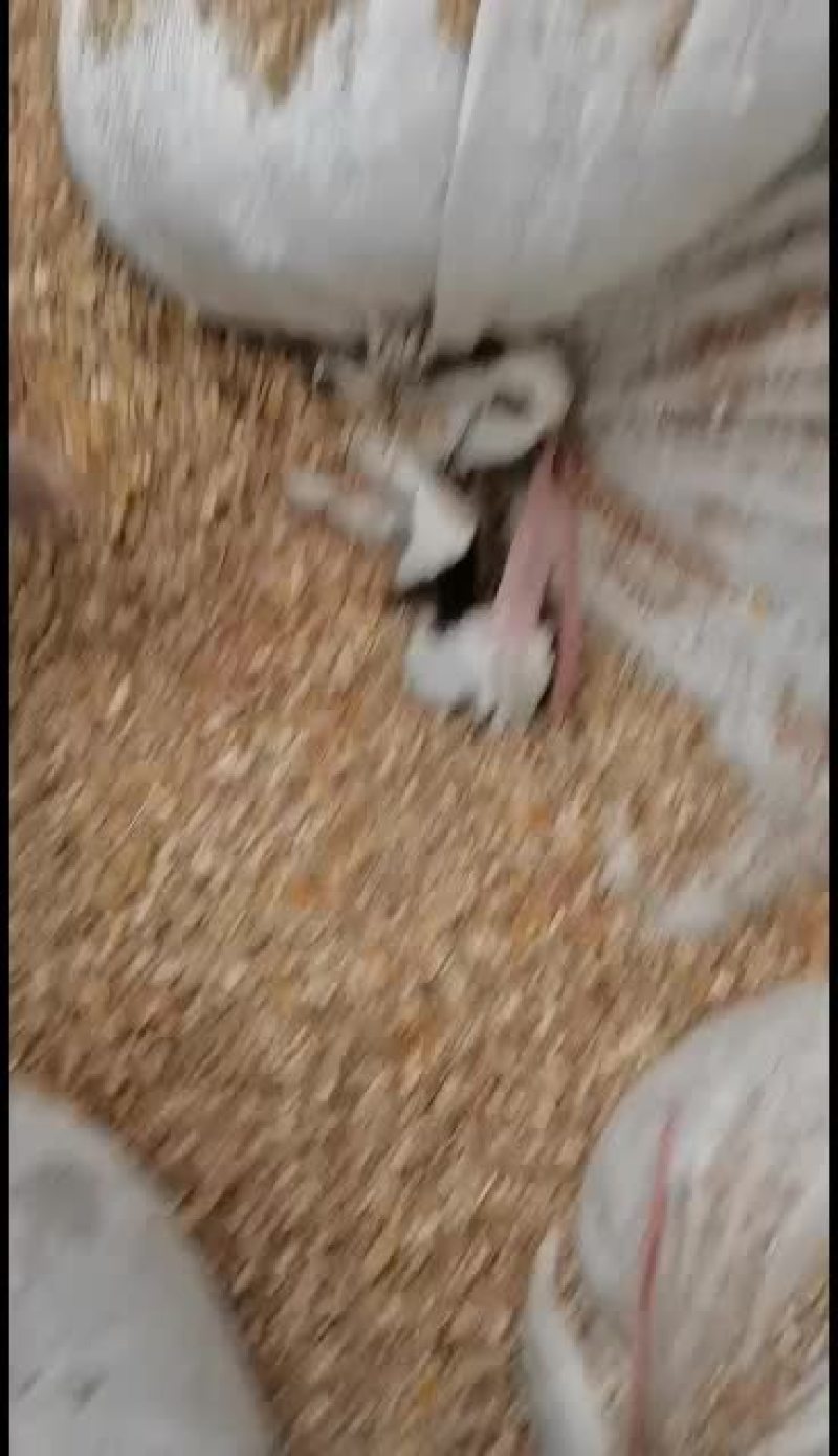 养殖用户的碎玉米经济实用