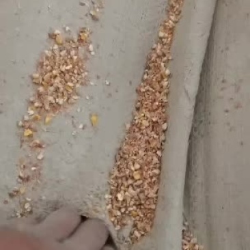 养殖用户的碎玉米经济实用