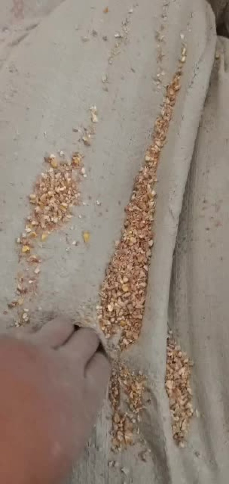 养殖用户的碎玉米经济实用