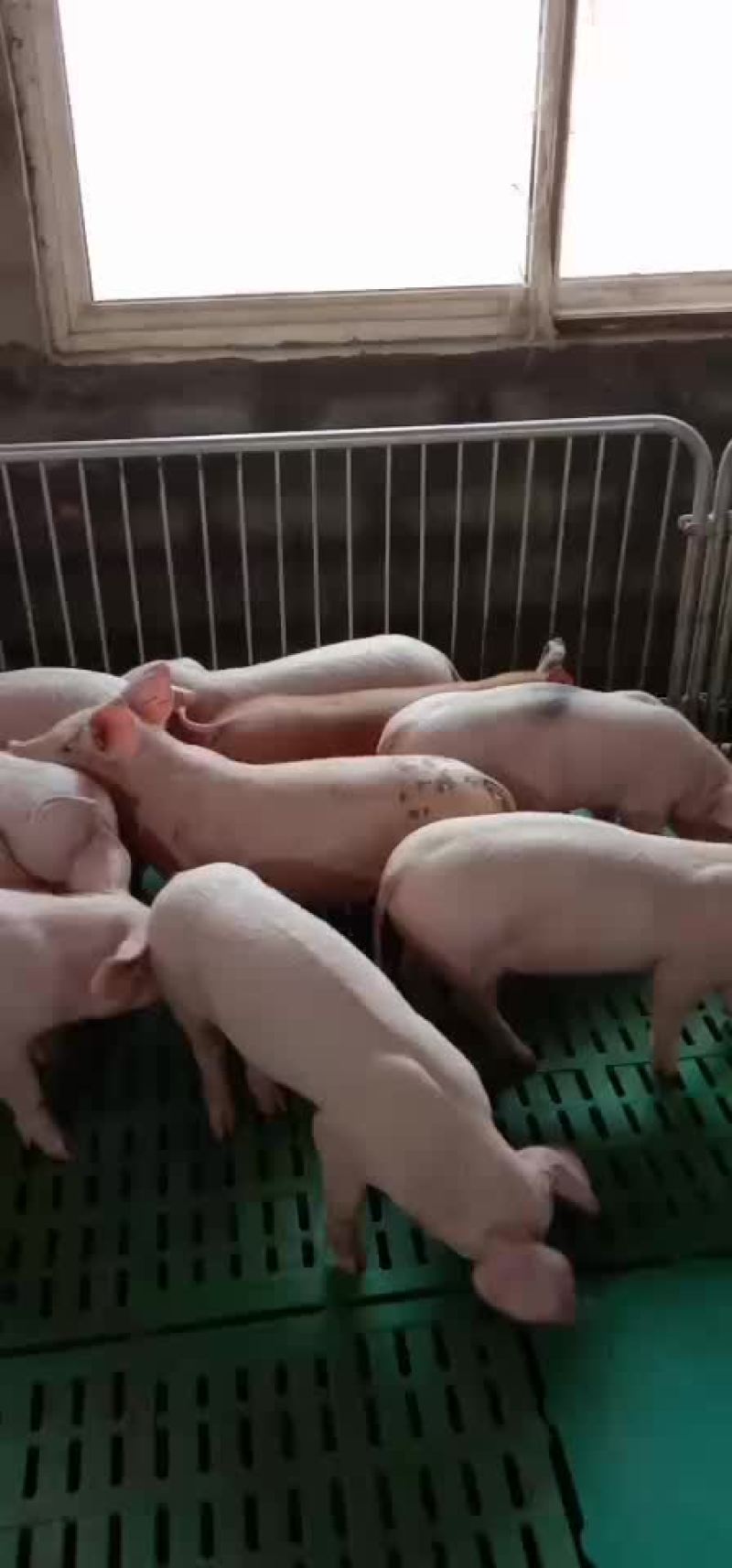二元母猪代肚发情价格美丽全国送货上门货到付款