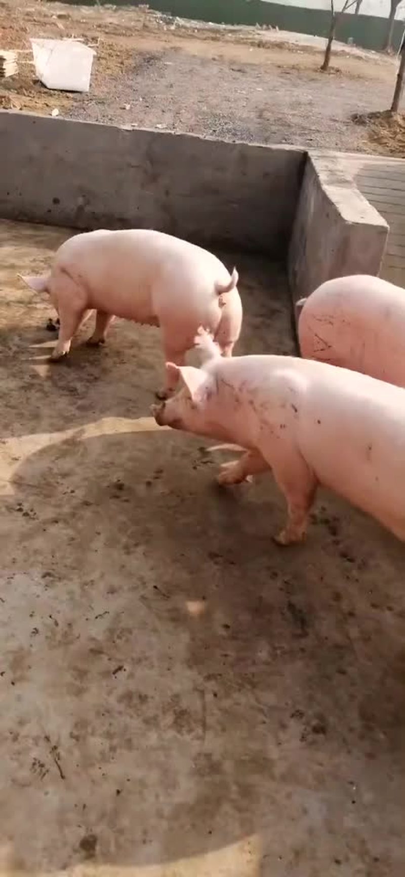 二元母猪代肚发情价格美丽全国送货上门货到付款