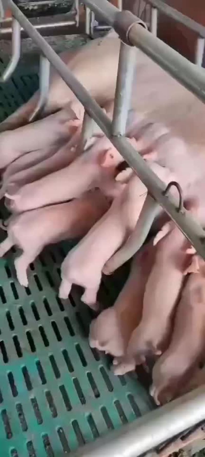二元母猪代肚发情价格美丽全国送货上门货到付款