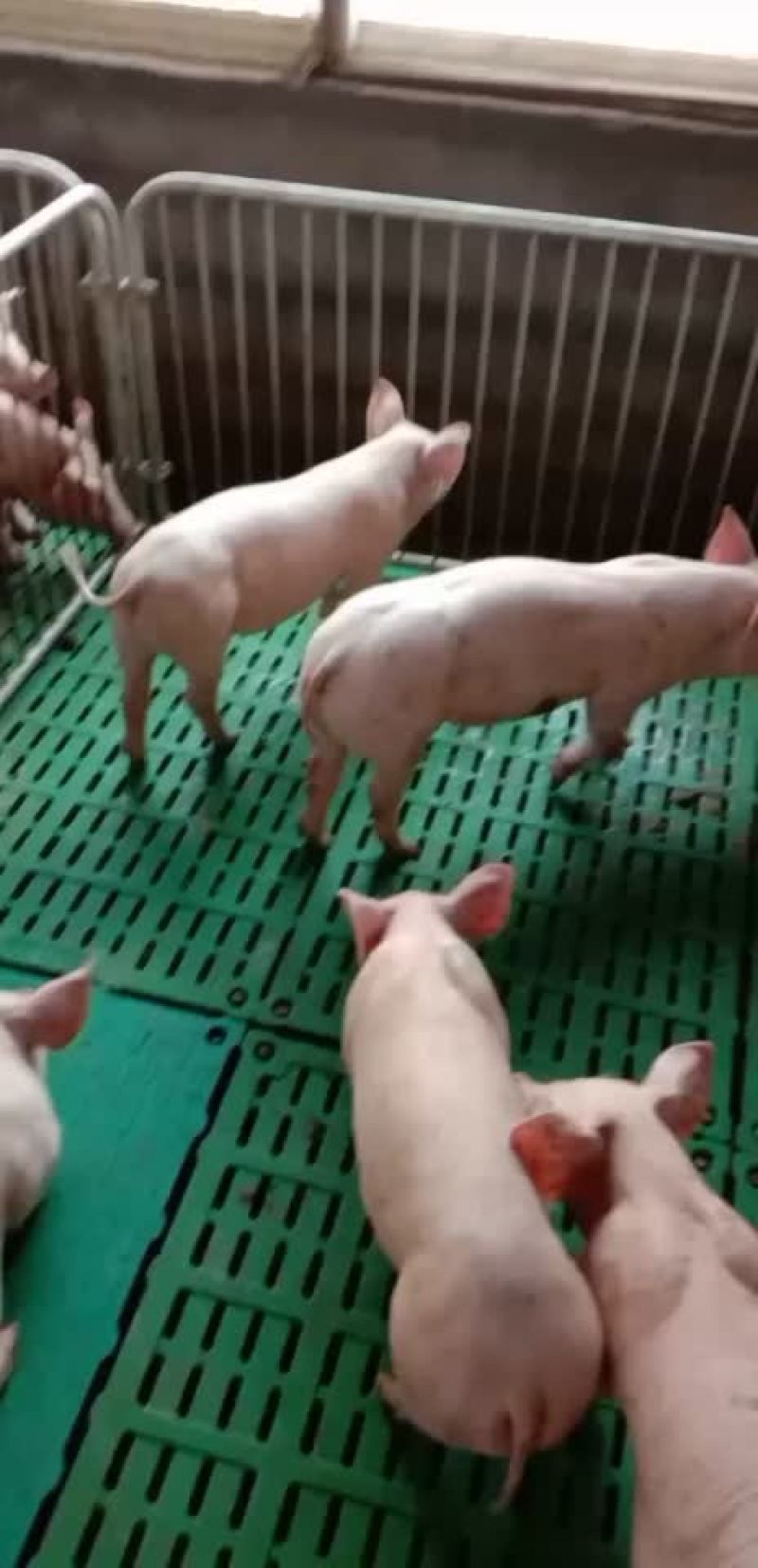 二元母猪代肚发情价格美丽全国送货上门货到付款