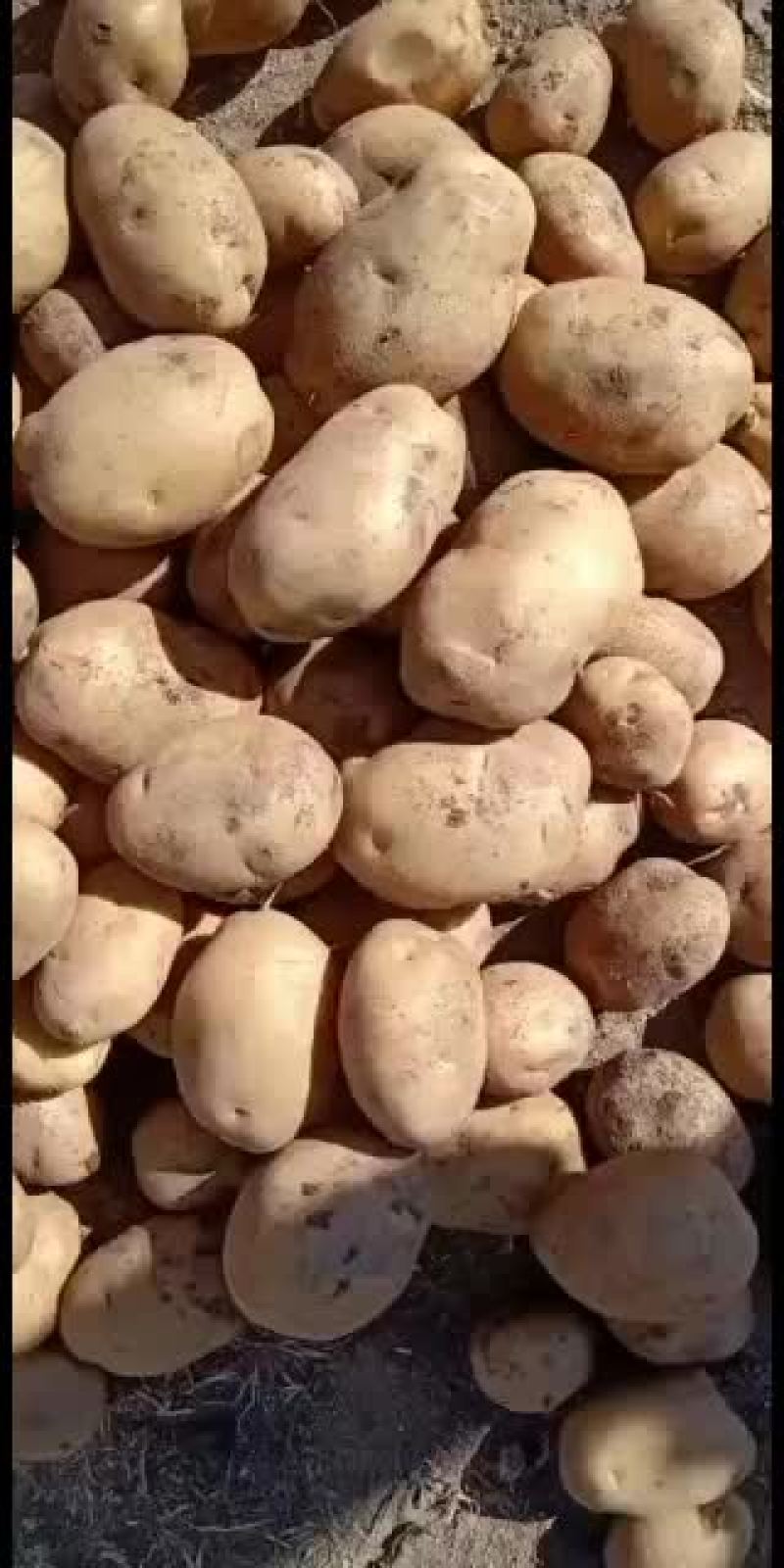 大白花土豆精品土豆干洗