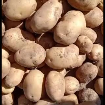 大白花土豆精品土豆干洗