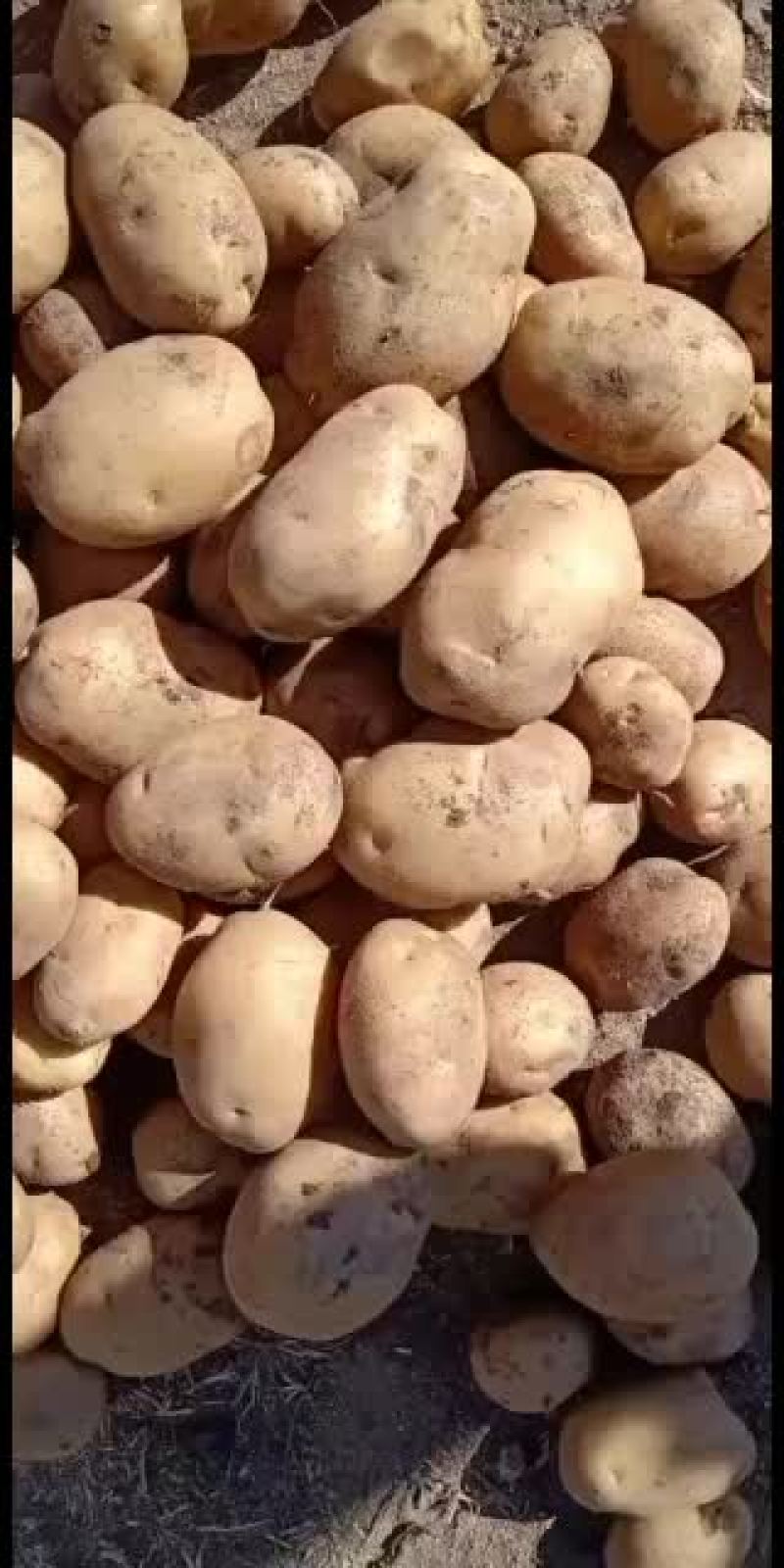 大白花土豆精品土豆干洗