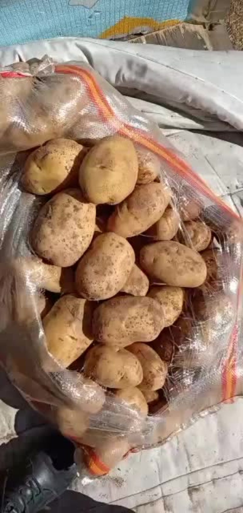 大白花土豆精品土豆干洗