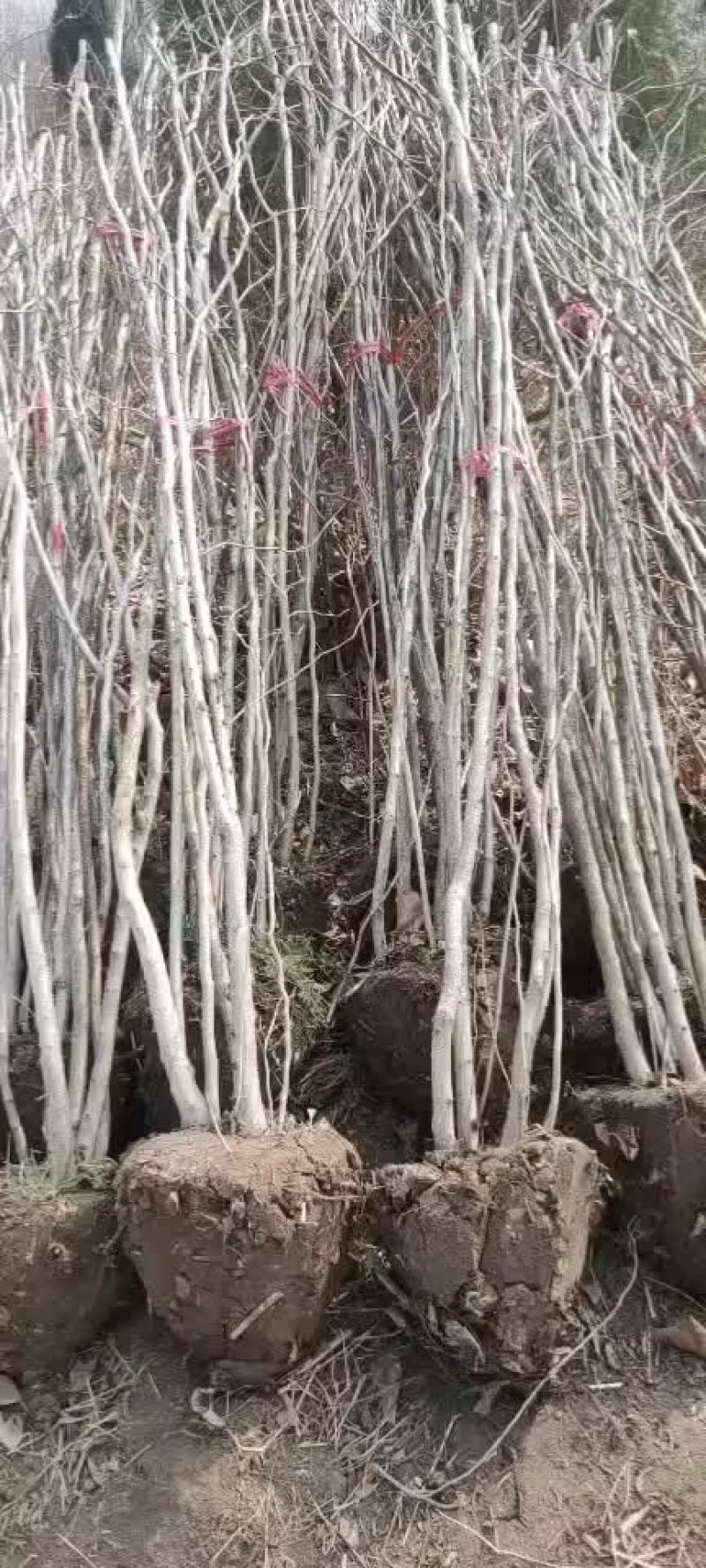 紫荆丛生紫荆需要联系3-5分支绿工程苗