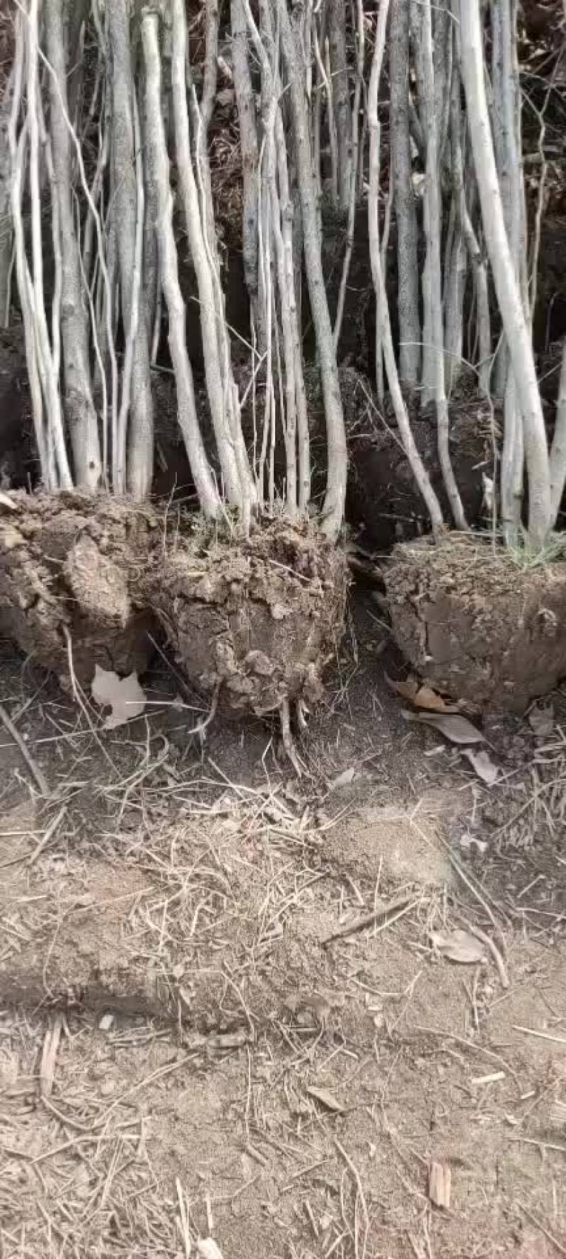 紫荆丛生紫荆需要联系3-5分支绿工程苗