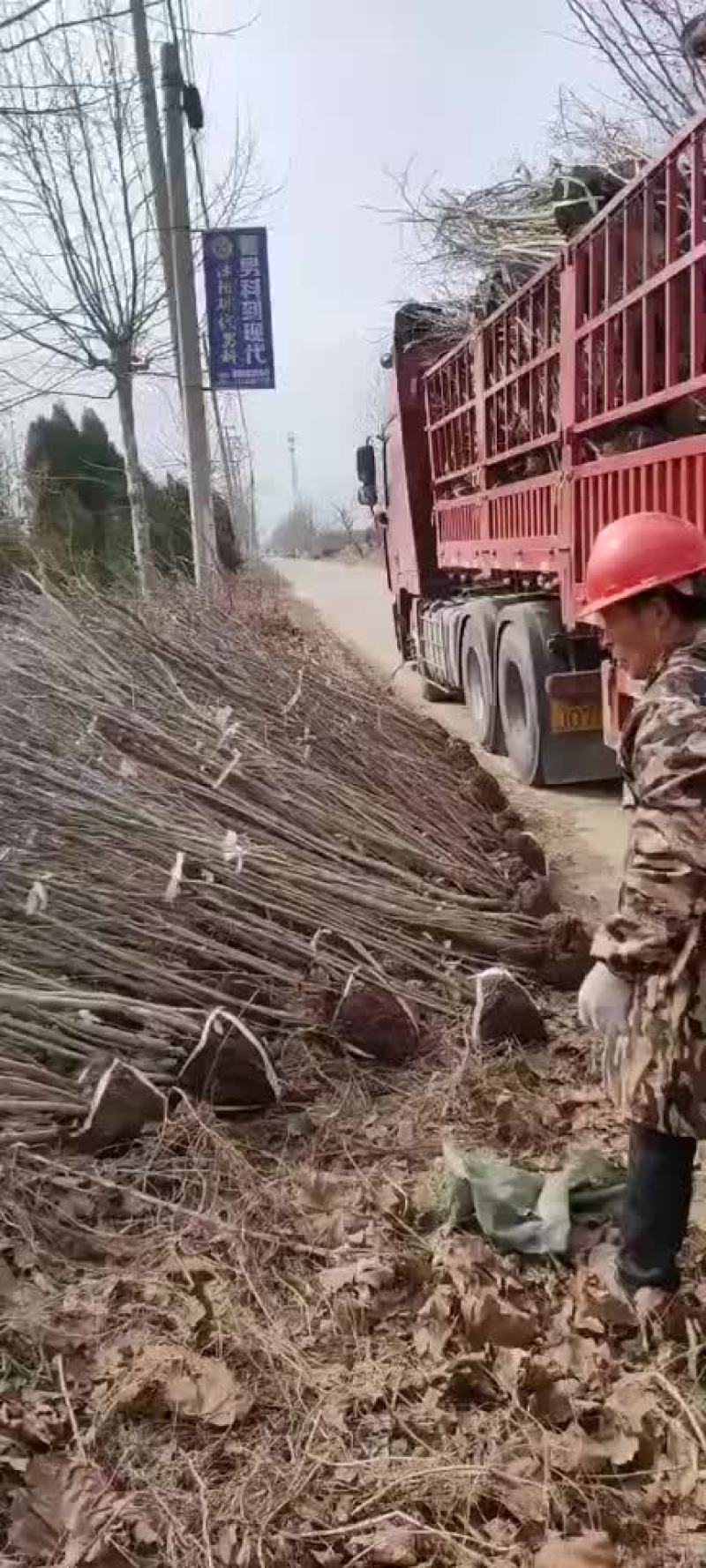 紫荆丛生紫荆需要联系3-5分支绿工程苗