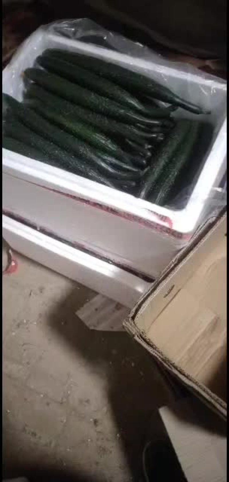 精品黄瓜欢迎需要的朋友采购