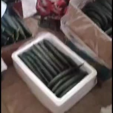 精品黄瓜欢迎需要的朋友采购