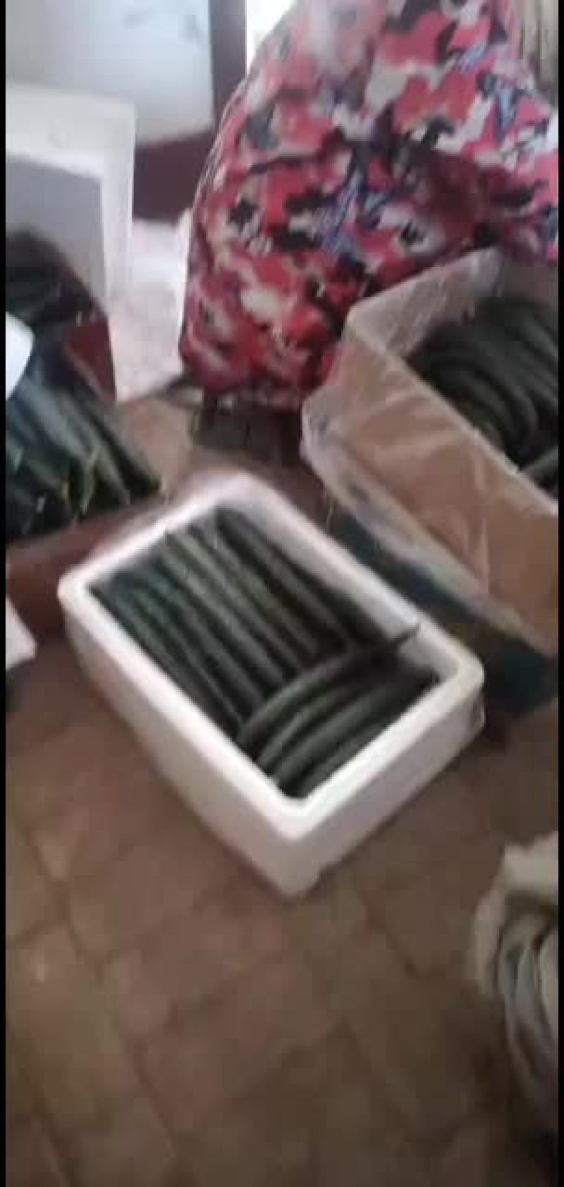 精品黄瓜欢迎需要的朋友采购