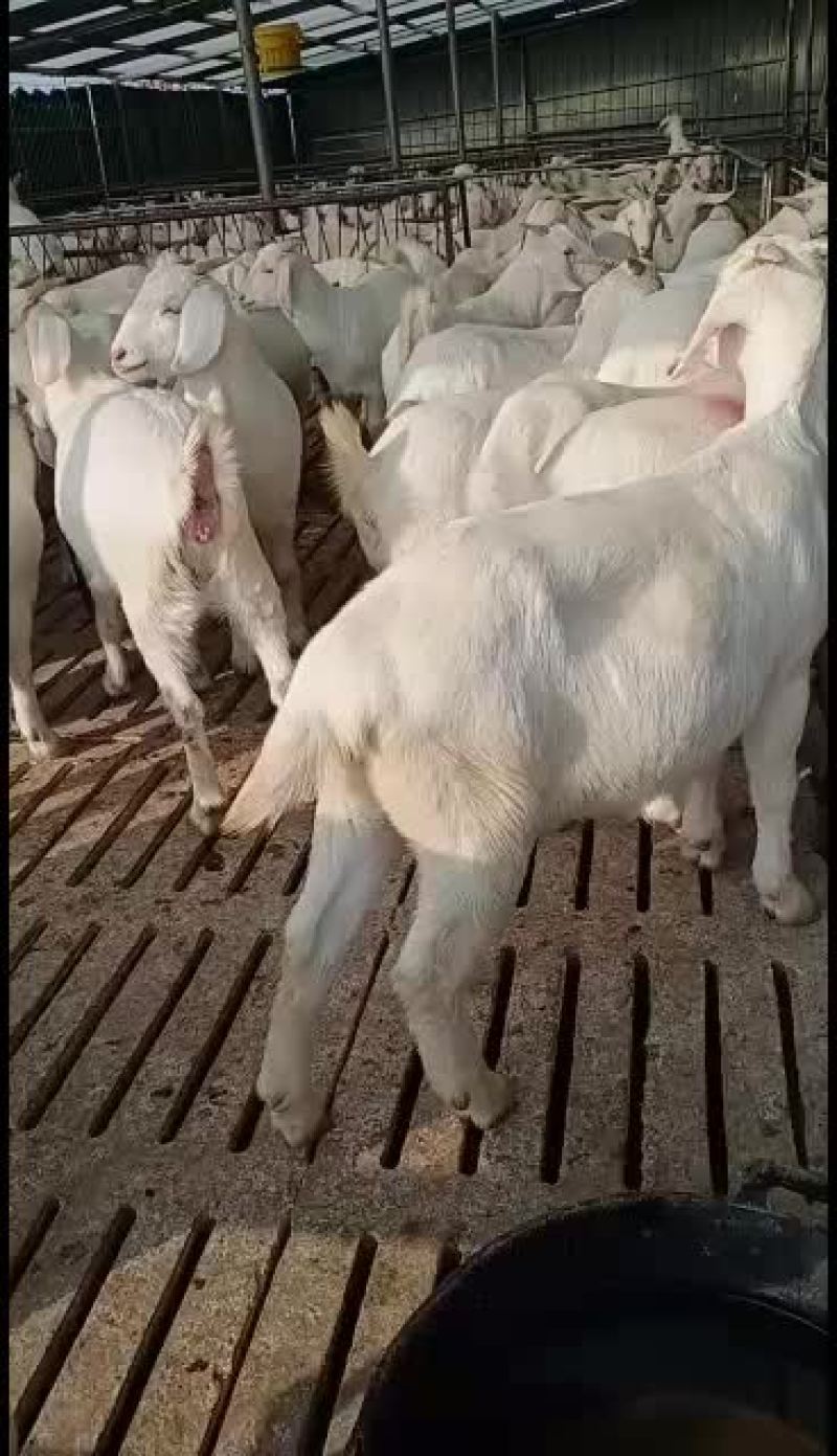 美国白山羊好养殖一胎三四只长势快体格好发货全国一只也批发