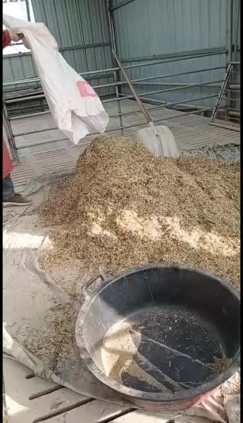 美国白山羊好养殖一胎三四只长势快体格好发货全国一只也批发