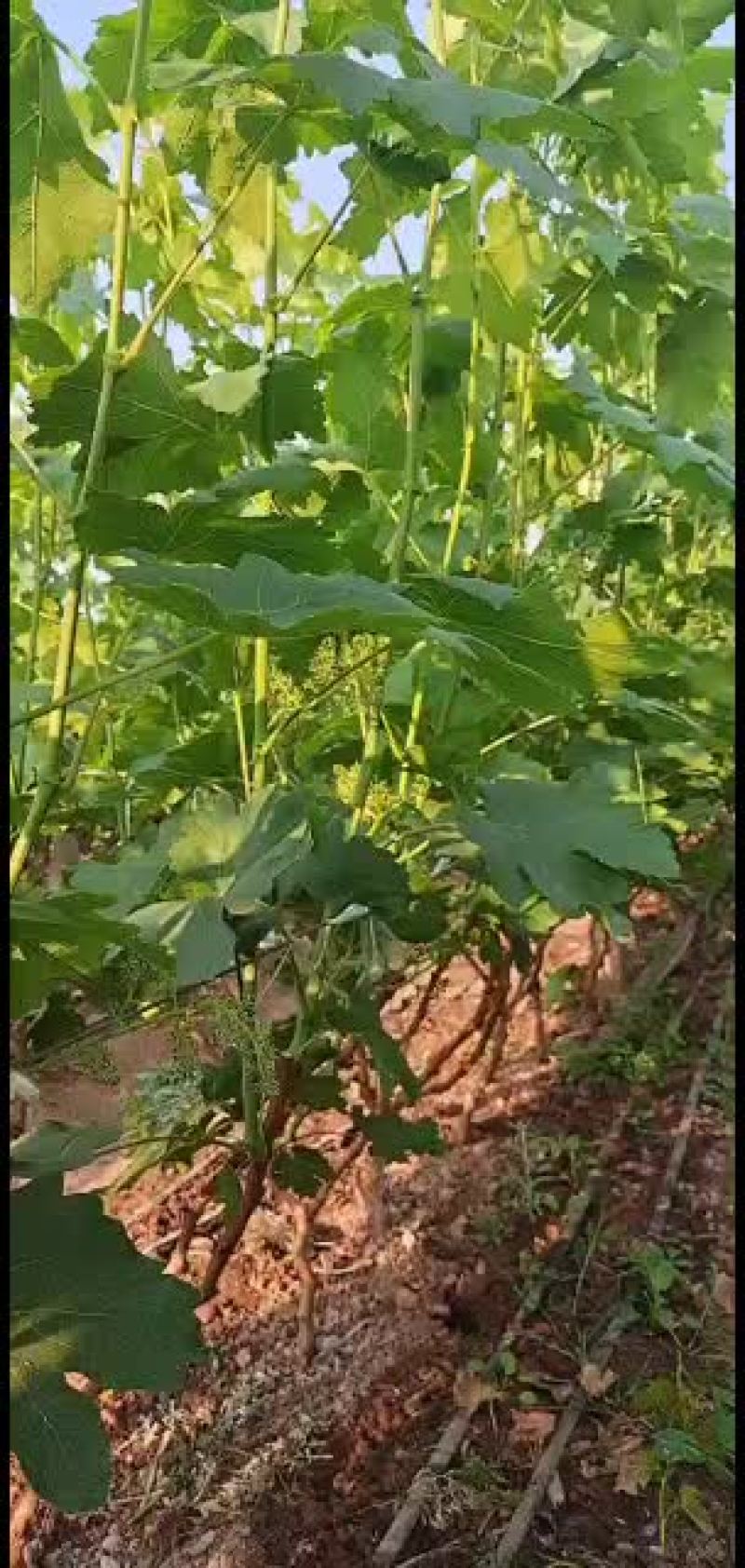 云南楚雄元谋土地出租