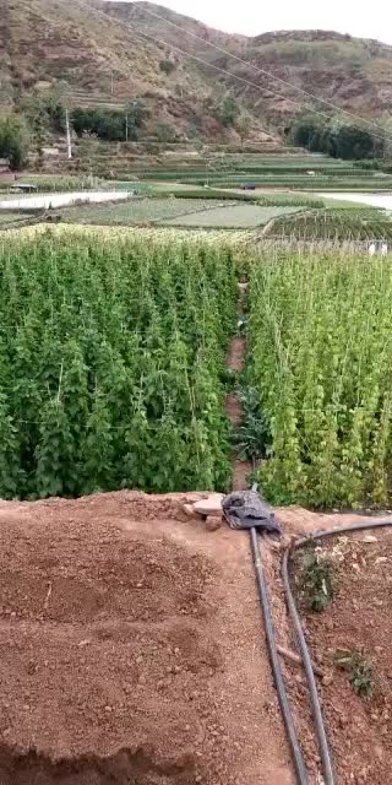 云南楚雄元谋土地出租
