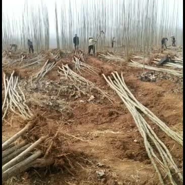 杨树苗正在出售，碧玉无絮杨，107