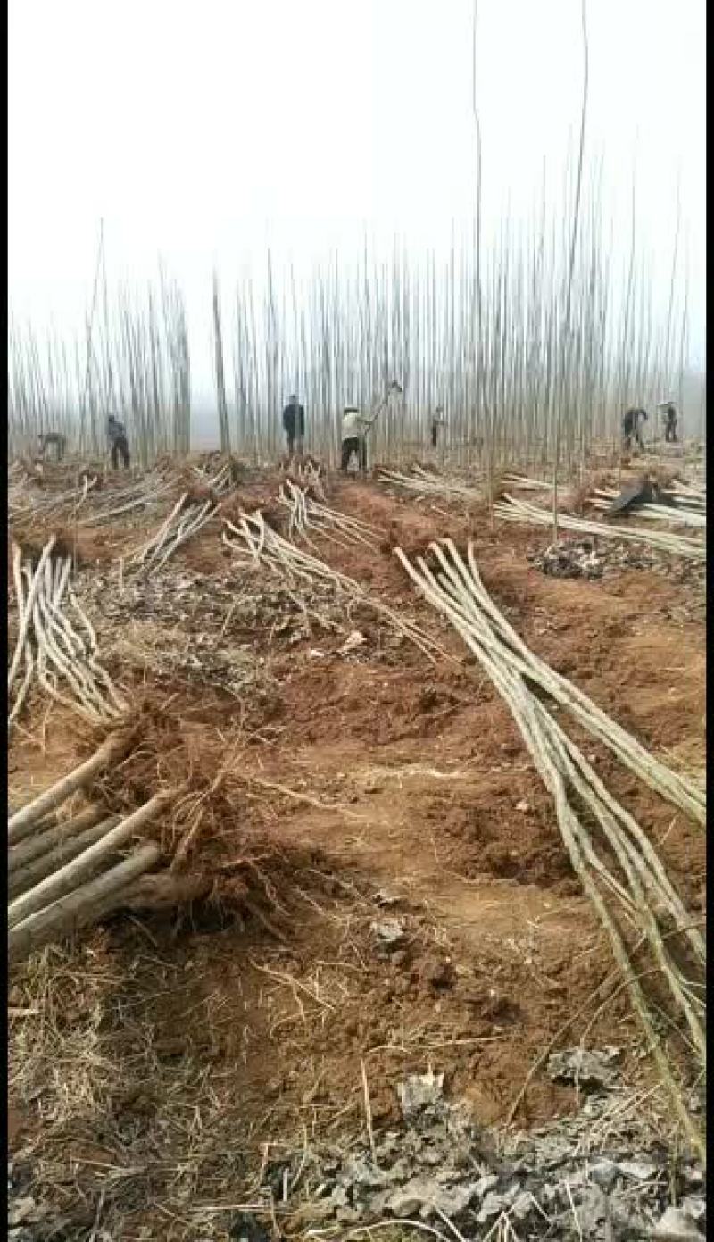 杨树苗正在出售，碧玉无絮杨，107