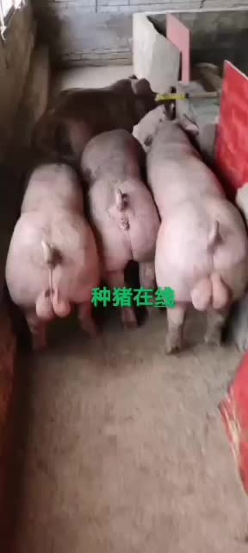 常年销售大白种公猪杜洛克种公猪欢迎新老客户前来选购