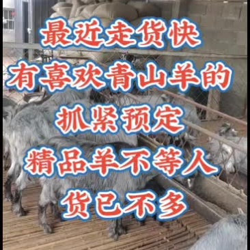 嘉祥县洪昆牛羊繁殖基地