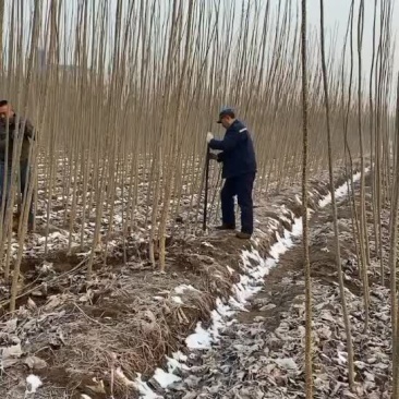 杨树苗107黄土根系好