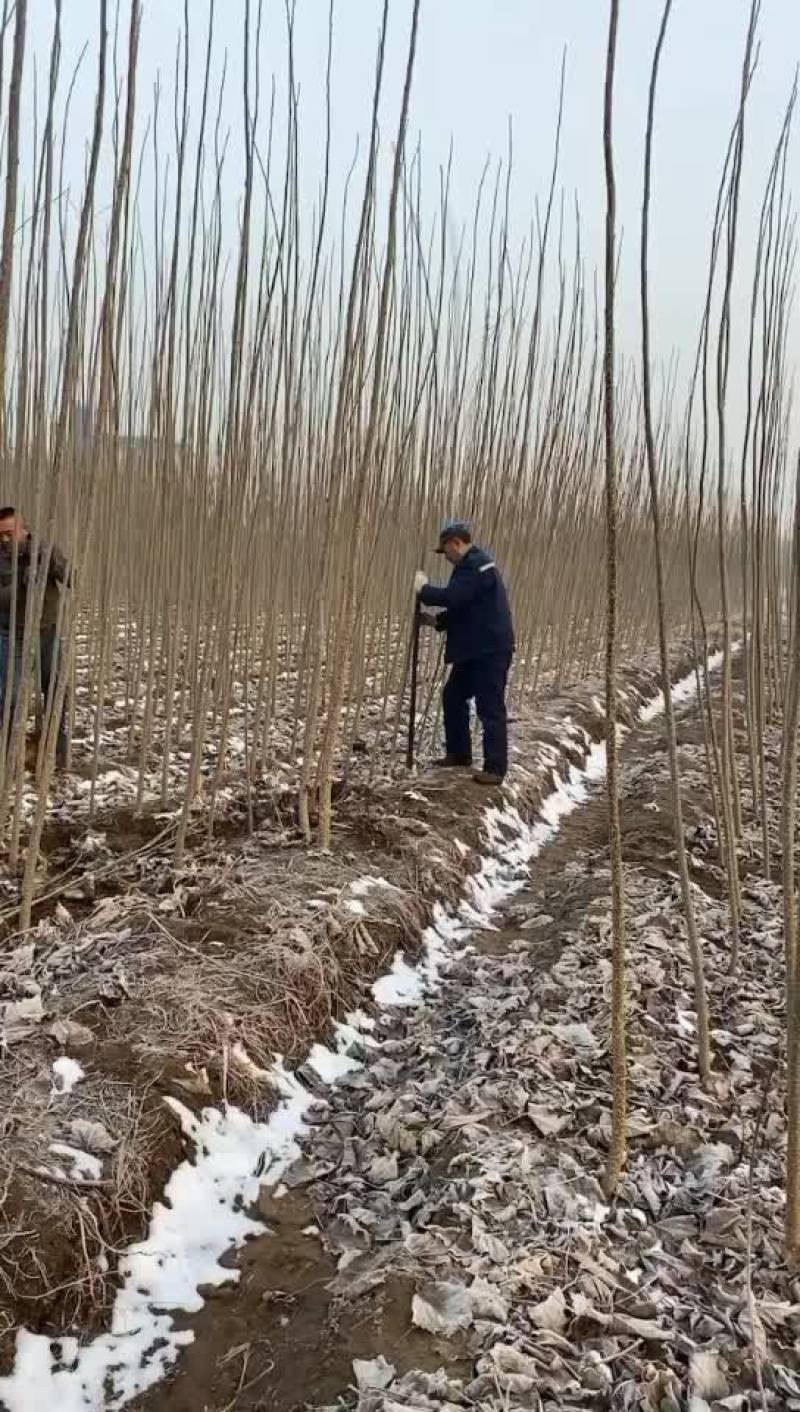 杨树苗107黄土根系好