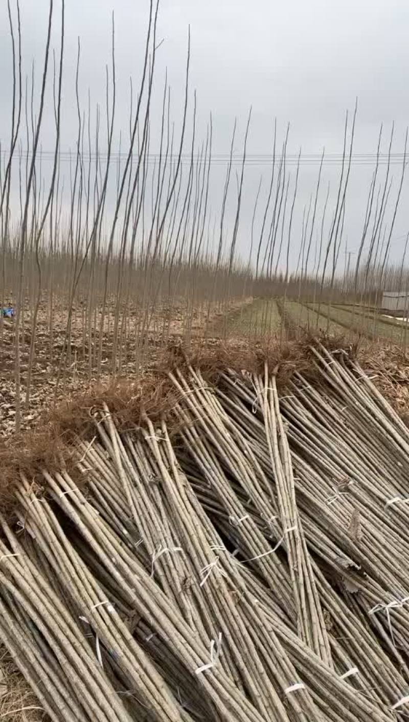 杨树苗107黄土根系好