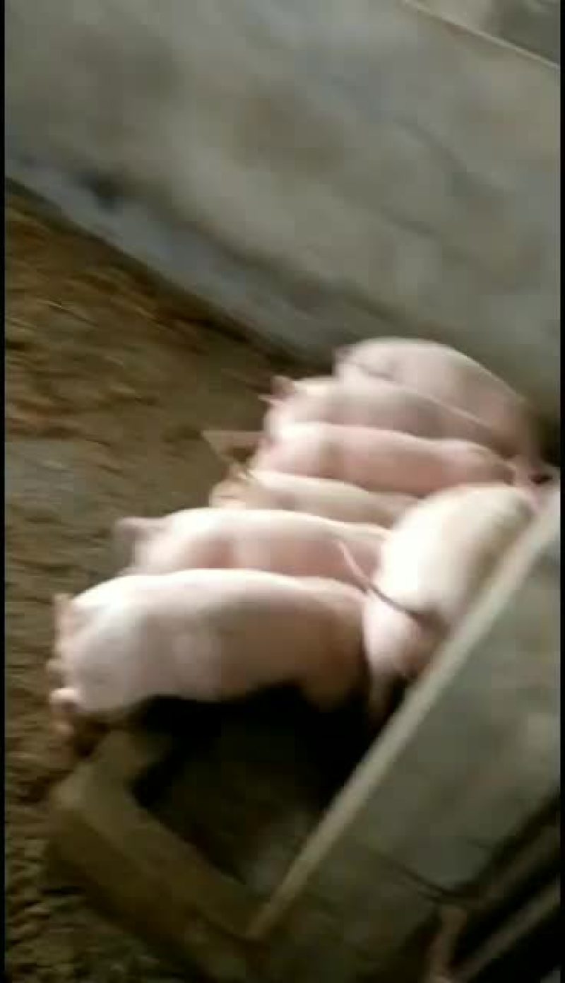 湖北三元仔猪，包防疫，包成活，专车发货有保障，