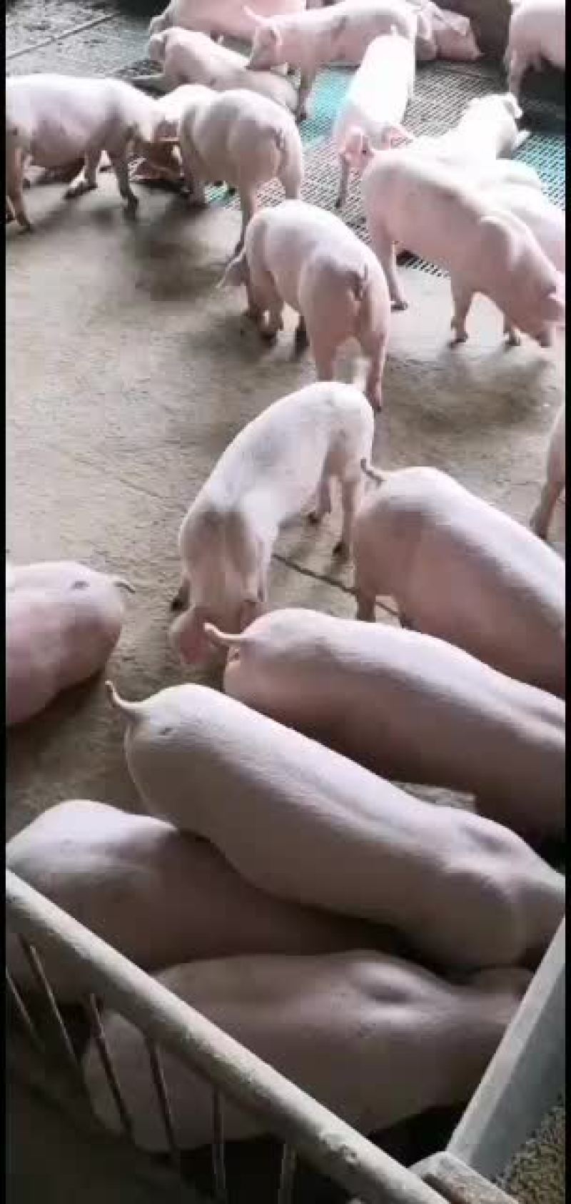 湖北三元仔猪，包防疫，包成活，专车发货有保障，