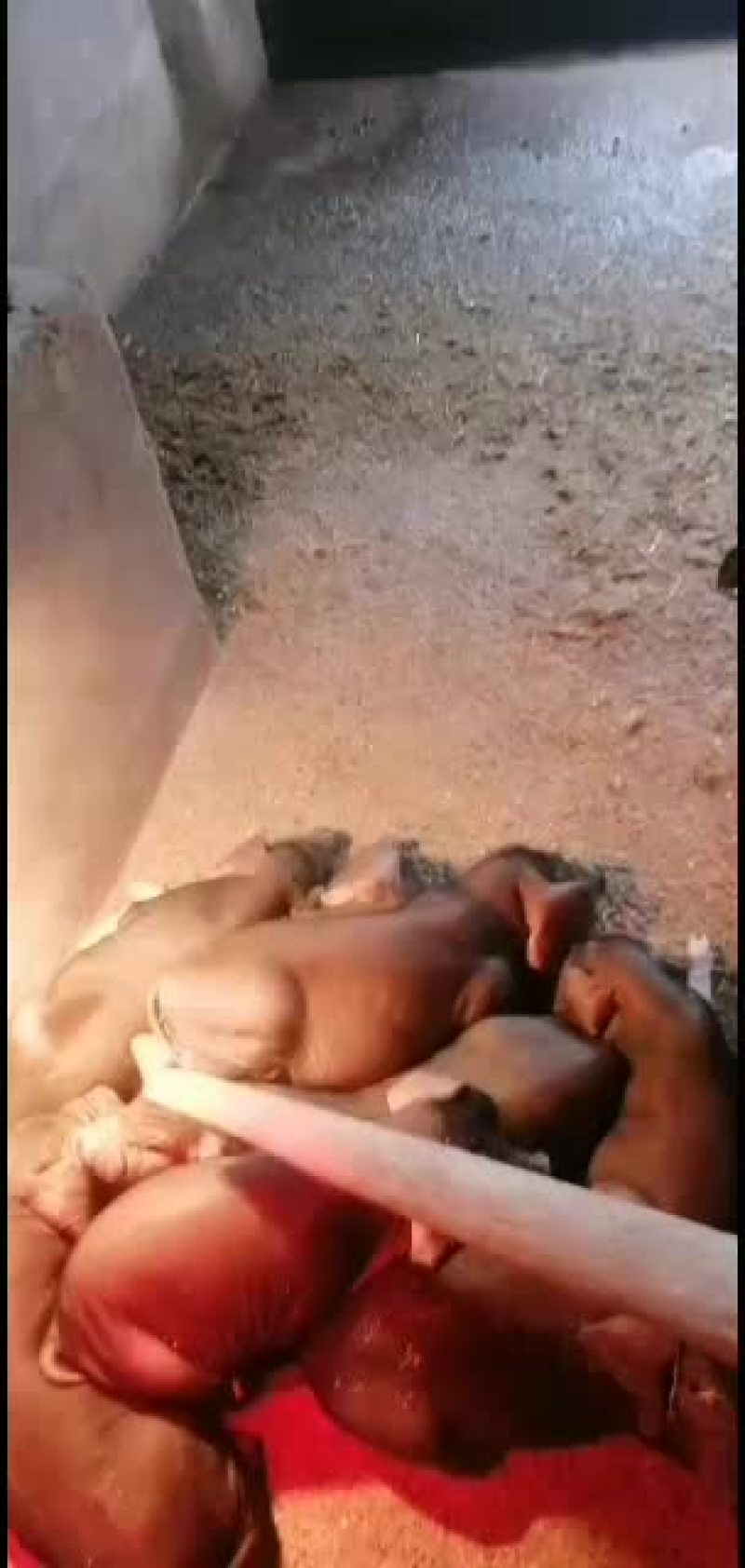 湖北三元仔猪，包防疫，包成活，专车发货有保障，