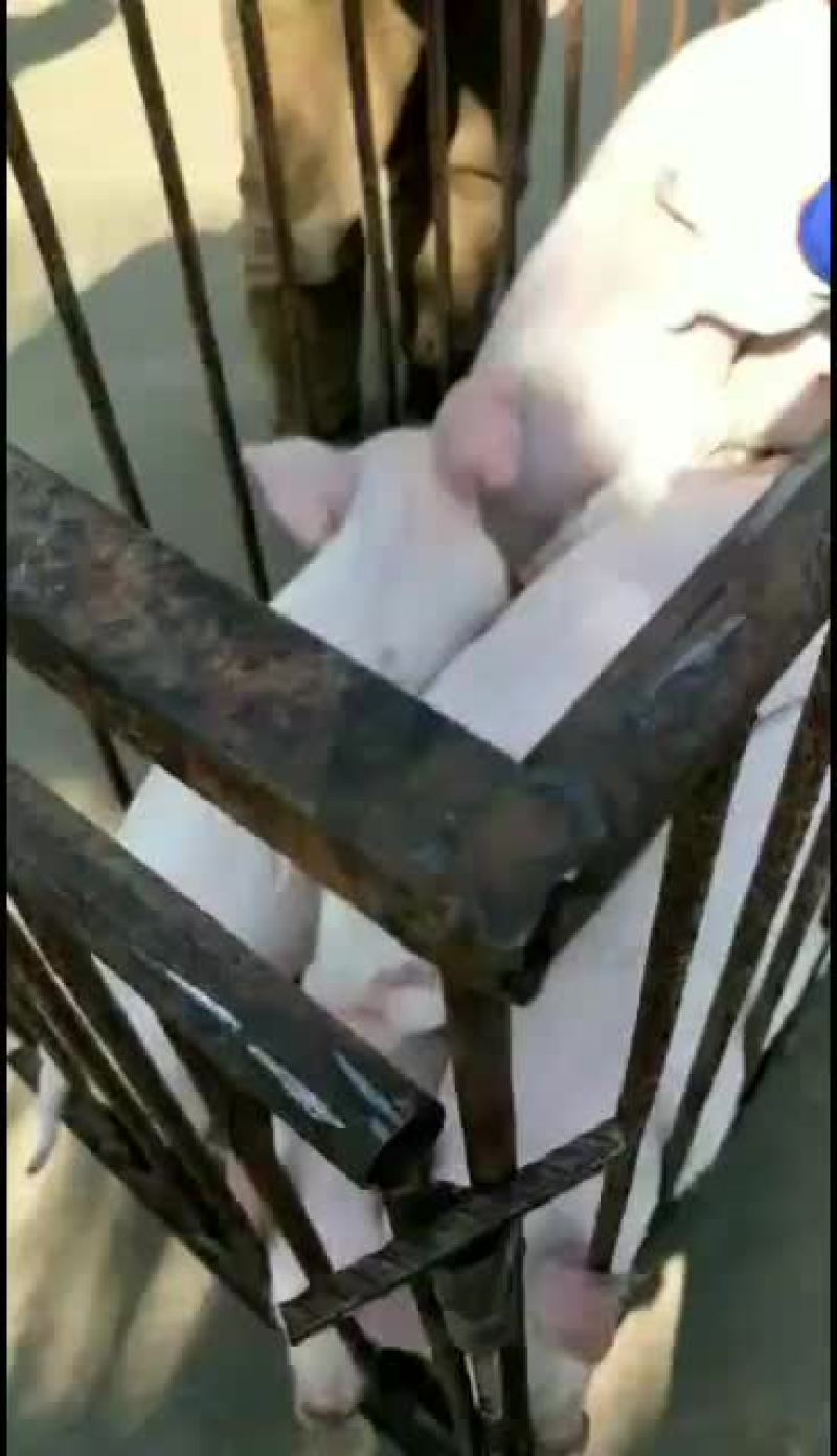 湖北三元仔猪，包防疫，包成活，专车发货有保障，